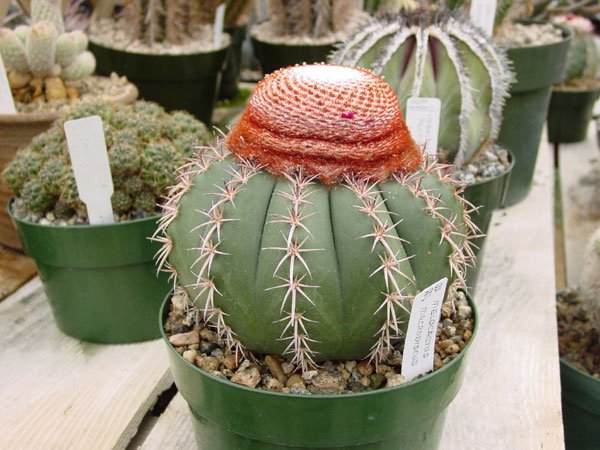 Melocactus_zehntneri